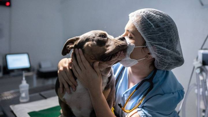 Por qué hoy es el Día del Veterinario en Argentina