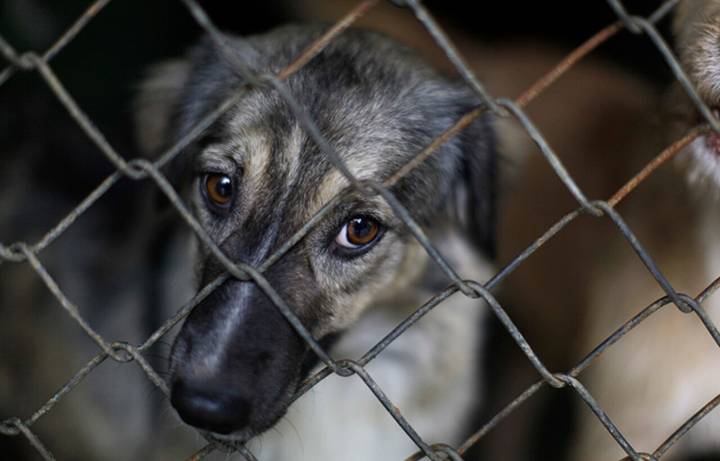 Aplicarán multas y penas de hasta seis años de prisión por maltrato animal
