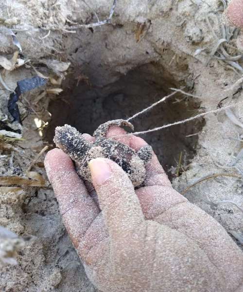 Pérdida de dunas altera anidación de las tortugas en Yucatán