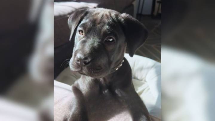 Florida Woman Who Thought Her Adopted Dog Was A Black Labrador Discovers He's Something Else Entirely