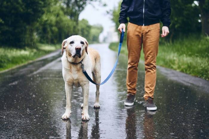 Despite lack of statewide leash law, Houston dog owners still have responsibility under city code