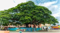 El pueblo escondido en los límites del Valle del Cauca: tiene un árbol de más de 100 años y grandes cascadas