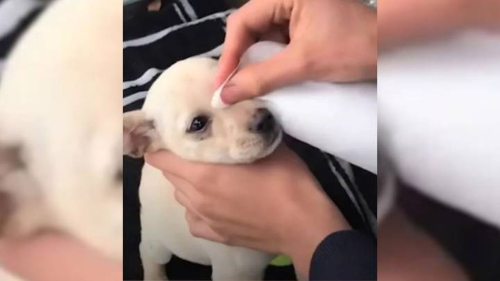 California Teen Secretly Brings A Lost Puppy Inside After His Parents Say No