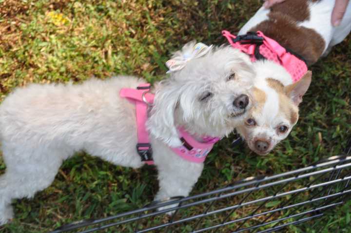 DogFest 2025: a celebration guaranteed to raise the woof