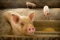 Pork prices expected to stay high during holidays, Texas A&M AgriLife says