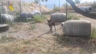 Dos investigados por maltrato animal a 17 perros y diez équidos en una finca de Granada