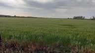 La zona núcleo recibió lluvias muy superiores a la media y se esperan 20 millones de toneladas de trigo