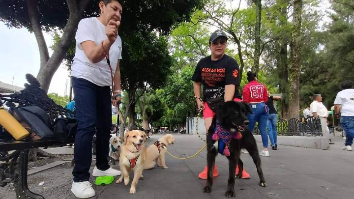 Celaya supera récord en Croquetón y recauda más de 5 toneladas de alimento