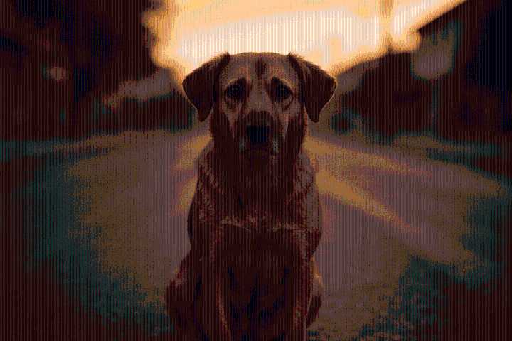 En el Día del Perro Callejero, revive 5 historias de cine que honran a los peluditos