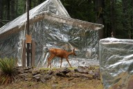 Smoke, sprinklers, aluminum foil: Fighting fire on the Olympic Peninsula