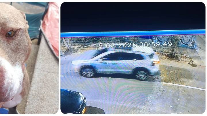 Violento atraco en Bogotá: les robaron la camioneta y adentro estaba su mascota. Esta es la historia