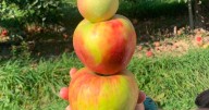 Here are the 2025 projected harvest dates for Michigan apples
