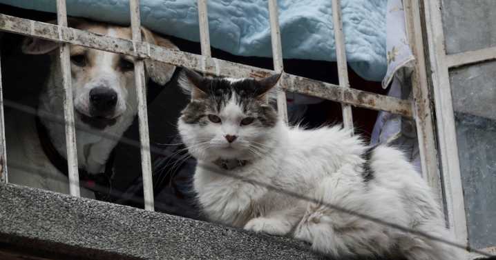 Cuidado de mascotas: programas y servicios en Jalisco; ¿dónde reportar maltrato animal en Zapopan?