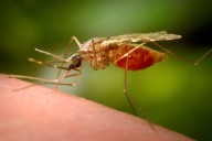 West Nile found in Bennington, Pittsfield mosquitoes