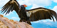 This Forgotten National Park Is The Best Place To See America's Largest Bird