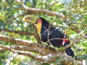 Puerto Iguazú recibirá un encuentro Internacional de Observación de Aves