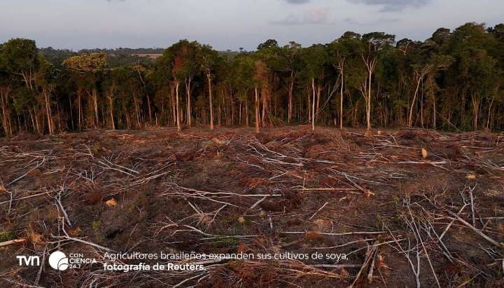 Brasil suspende moratoria que prohibía exportar soya ligada a la deforestación amazónica