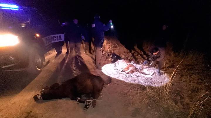 Insólita persecución en Pinto: una pareja fue detenida con dos animales vacunos en el baúl del auto