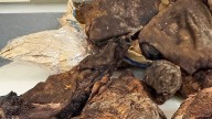 CBP intercepts primate, rodent meat at Detroit airport