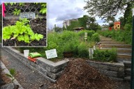 Exclusive | Operators of anti-Israel community garden in Queens slapped with vacate order by NYC Parks Dept.