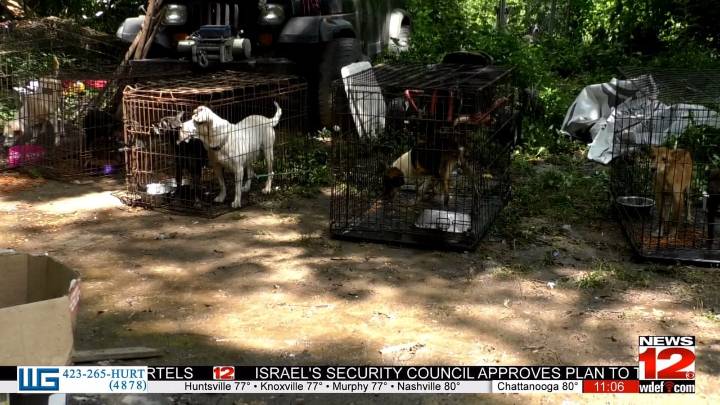 Two suspects charged in disturbing case involving children and dozens of animals