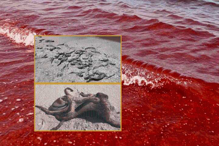 Marea roja: muerte de fauna por tres algas tóxicas entre Chelem y Chuburná, dice el Cinvestav