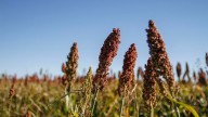 La cosecha de sorgo finalizó con 3,1 millones de toneladas, 100 mil más que en la campaña pasada