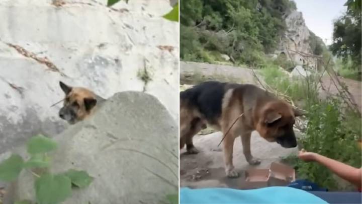California Hikers Found A Mysterious Pup In A Canyon And Quickly Noticed Something Around His Mouth