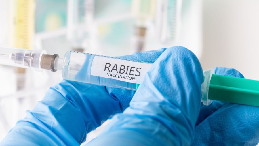 Rabid fox bites Atmore resident, 2 being treated: ADPH