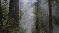 Historic 450-year-old Douglas fir burning east of Coquille