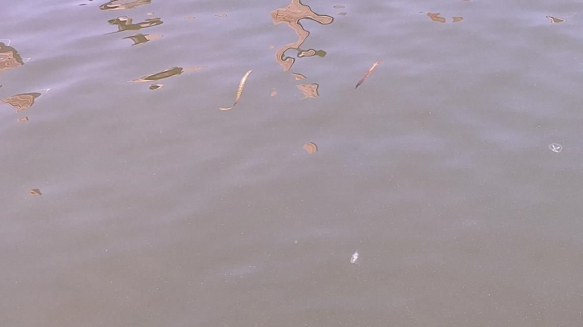 Freshwater jellyfish spotted in Lake Erie near Put