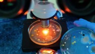 La bacteria "come carne" se encuentra en estos lugares: lo que debes saber para protegerte
