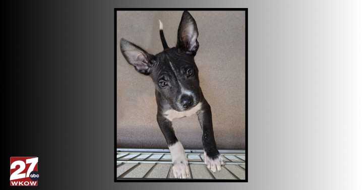 Pet of the Week: Meet Alonzo!