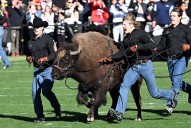 Colorado Buffaloes football Ralphie VI retires