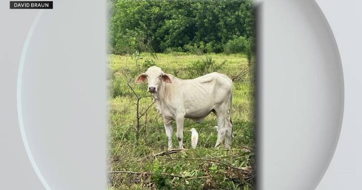 Davie farm owner fights to regain animals after cruelty charges