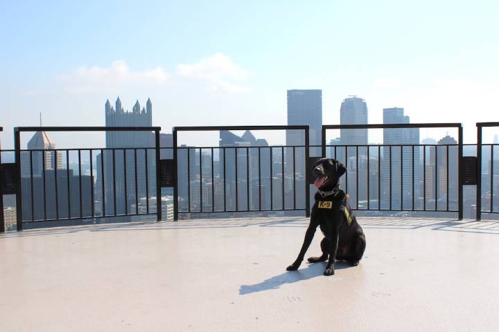 Pittsburgh Airport Dog Named Steeler is Contender in Cutest Canine Contest