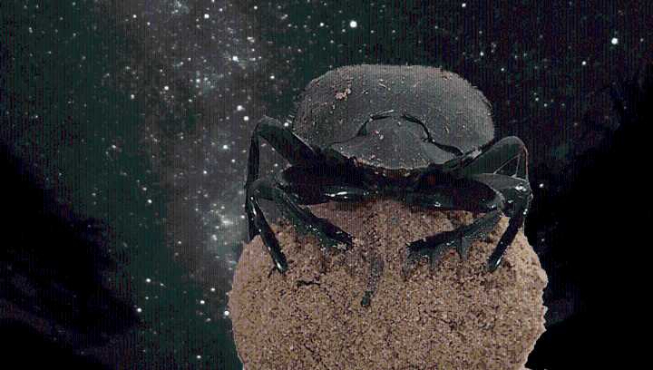 Dung Beetles Orientate Using The Milky Way, And They're Not The Only Insects Navigating By The Stars