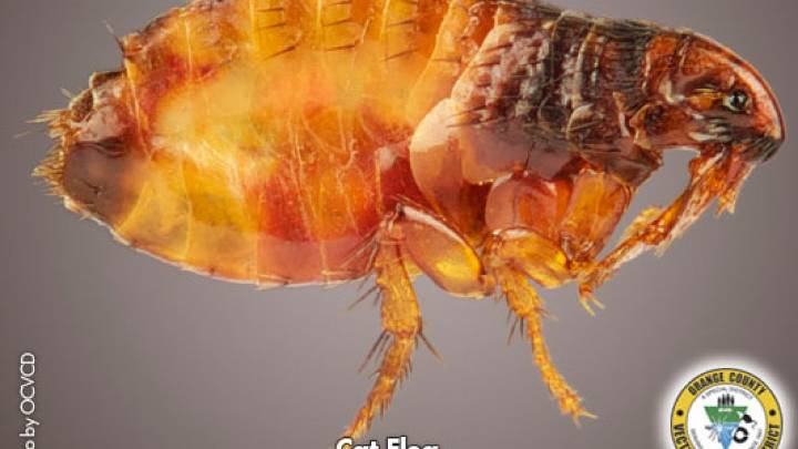 Public Health warns of rising flea-borne typhus cases amid Santa Monica outbreak