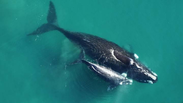 Récord histórico de ballenas francas australes en Península Valdés