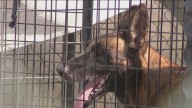 Monsoon: Phoenix animal rescue damaged by recent powerful storm