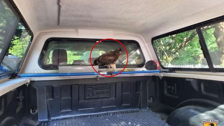 Pennsylvania Kayaker Returned To Find Massive Animal Sitting Quietly Inside His Truck