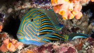 5 Little Known Facts About Fish