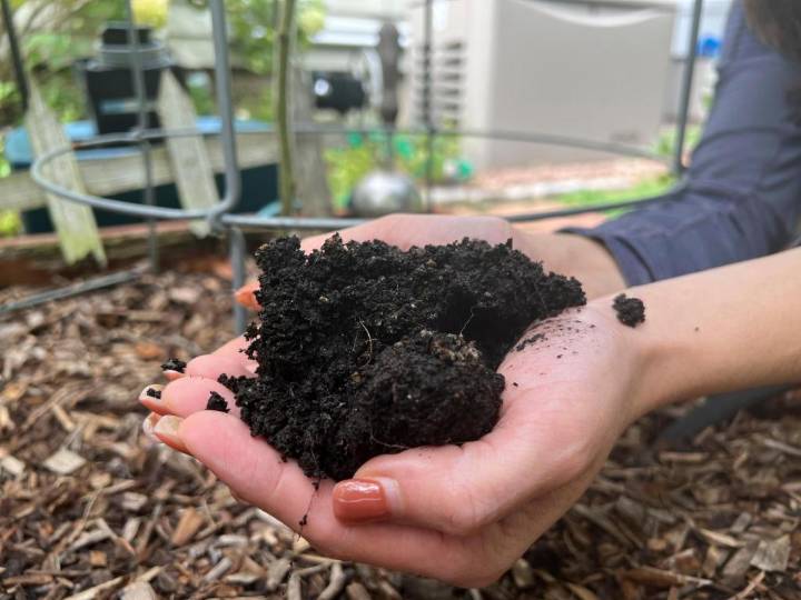 Gardening’s hidden benefits: How digging in the dirt could bolster mental wellbeing