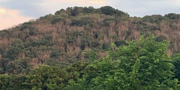 Invasive insect killing Midstate trees