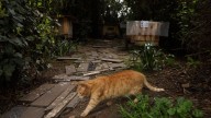 El "paso decisivo" que acaba de dar Gijón para controlar el "crecimiento descontrolado" de las colonias de gatos en Gijón: "Es nuestra obligación legal"