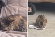 Woman Sees Feral Cat Give Birth in Her Garage, She Knows What Do to Next