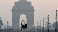 One million stray dogs in India’s capital regain the right to roam after legal battle with nation’s top court