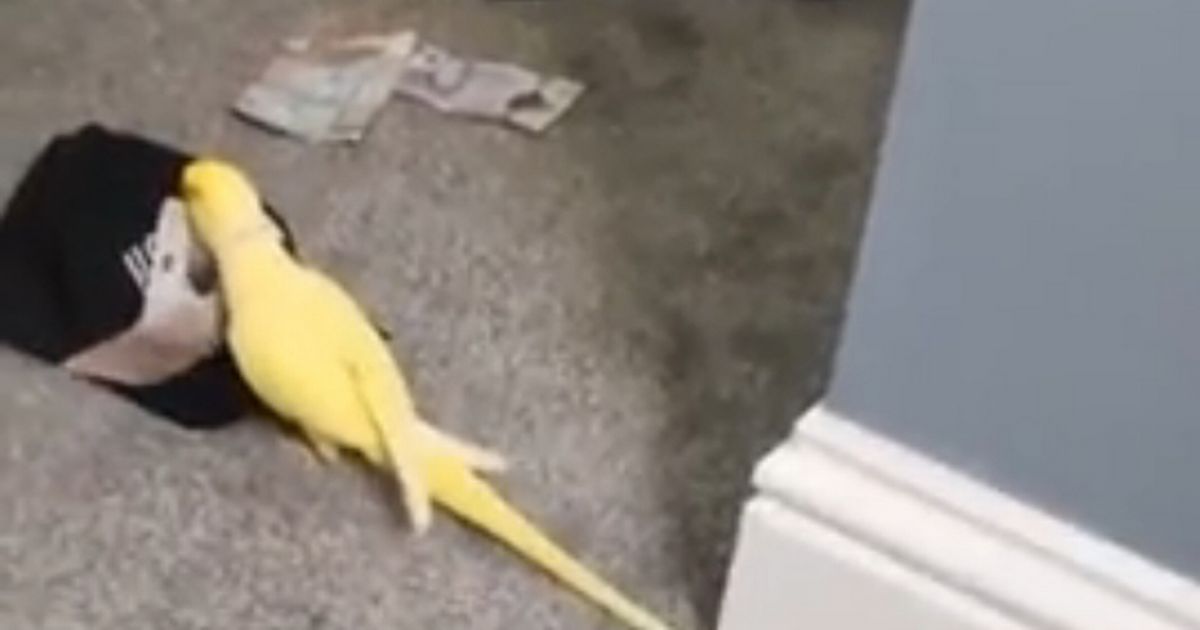 Parrot squawking street slang helps police lock up drugs gang for over 103 years
