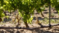 El Bierzo advierte de la presencia de polilla del racimo de la vid en viñedos de toda la comarca