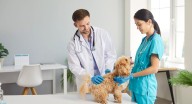 Corte Constitucional modifica el Código de Ética de veterinarios y zootecnistas: animales ahora son reconocidos como seres sintientes